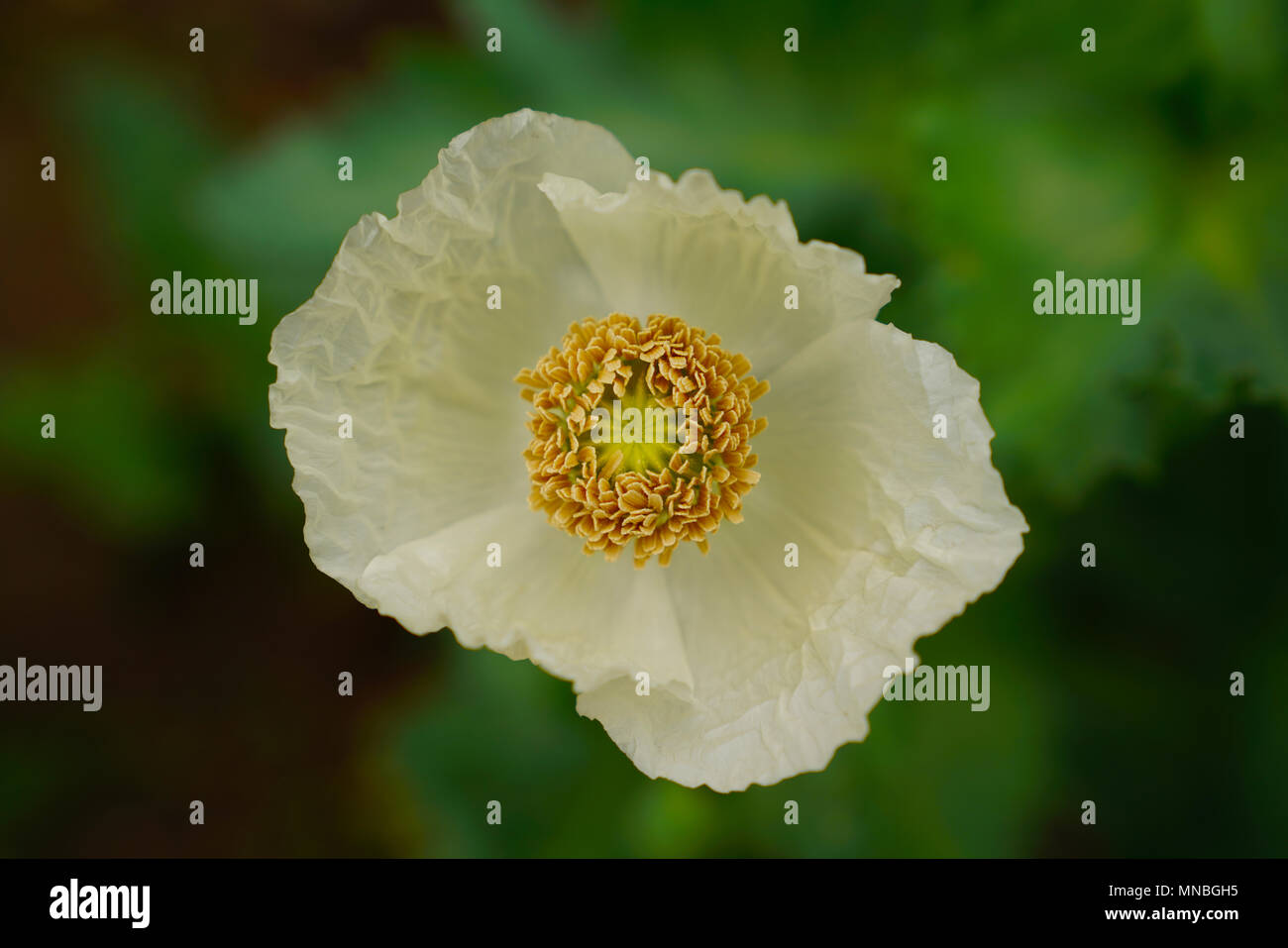 Chiudere fino all'interno del fiore di papavero in bianco colore dei petali giallo stami e pistilli in bianco fiore di papavero Foto Stock