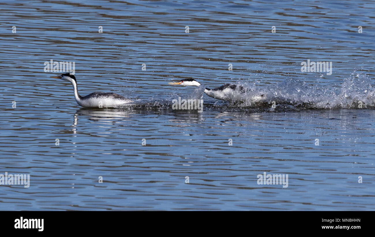 Western svassi in Howard Bay sul lago Klamath superiore, Oregon, Stati Uniti d'America. In primavera, Western svassi si aggressivo difendere i loro compagni e nidi. Foto Stock