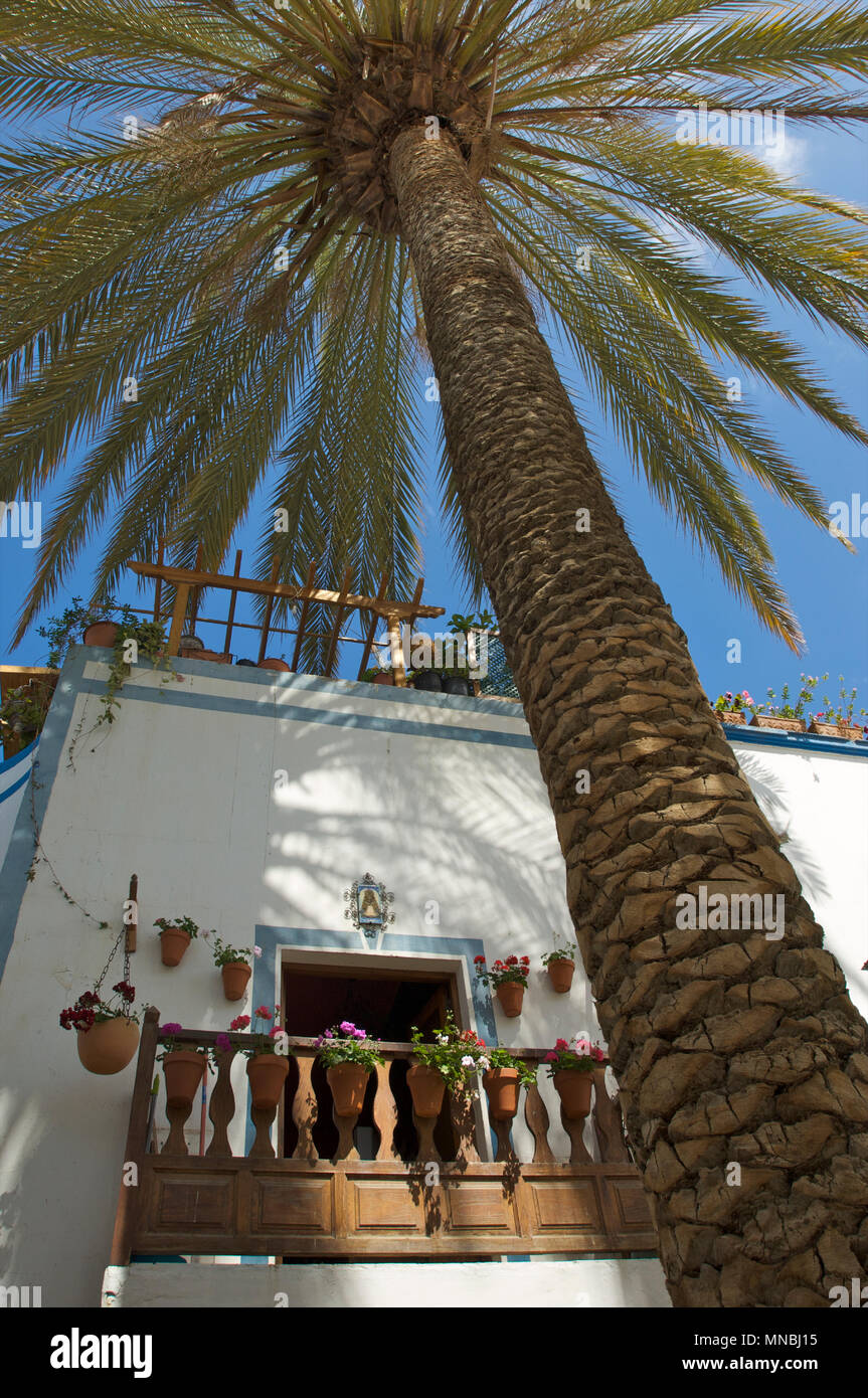 Enorme palm crescente tra e oltre le case e fornire ombra nella città di Puerto de Mogan, Gran Canaria, Spagna Foto Stock