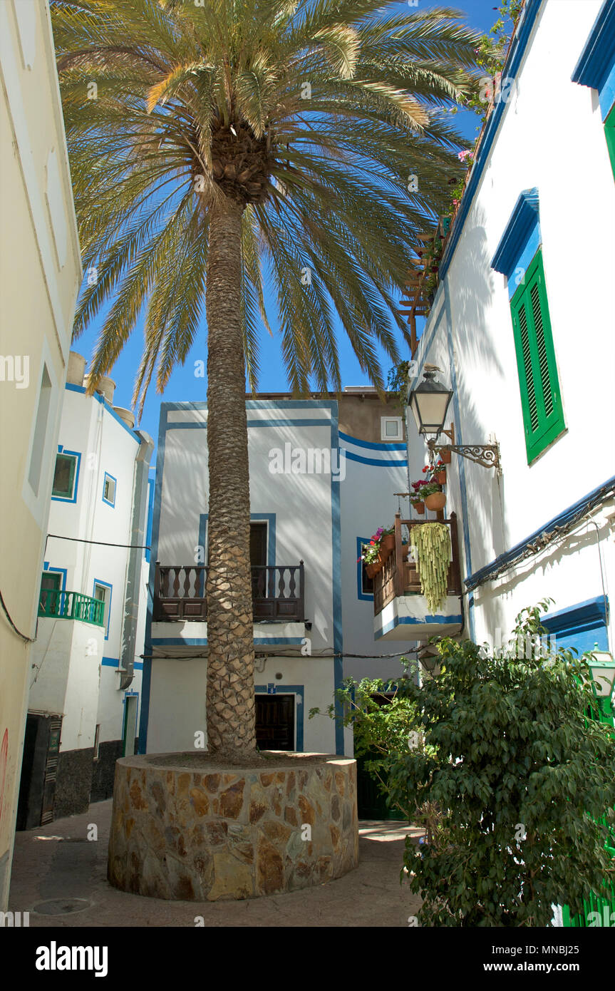 Enorme palm crescente tra e oltre le case e fornire ombra nella città di Puerto de Mogan, Gran Canaria, Spagna Foto Stock
