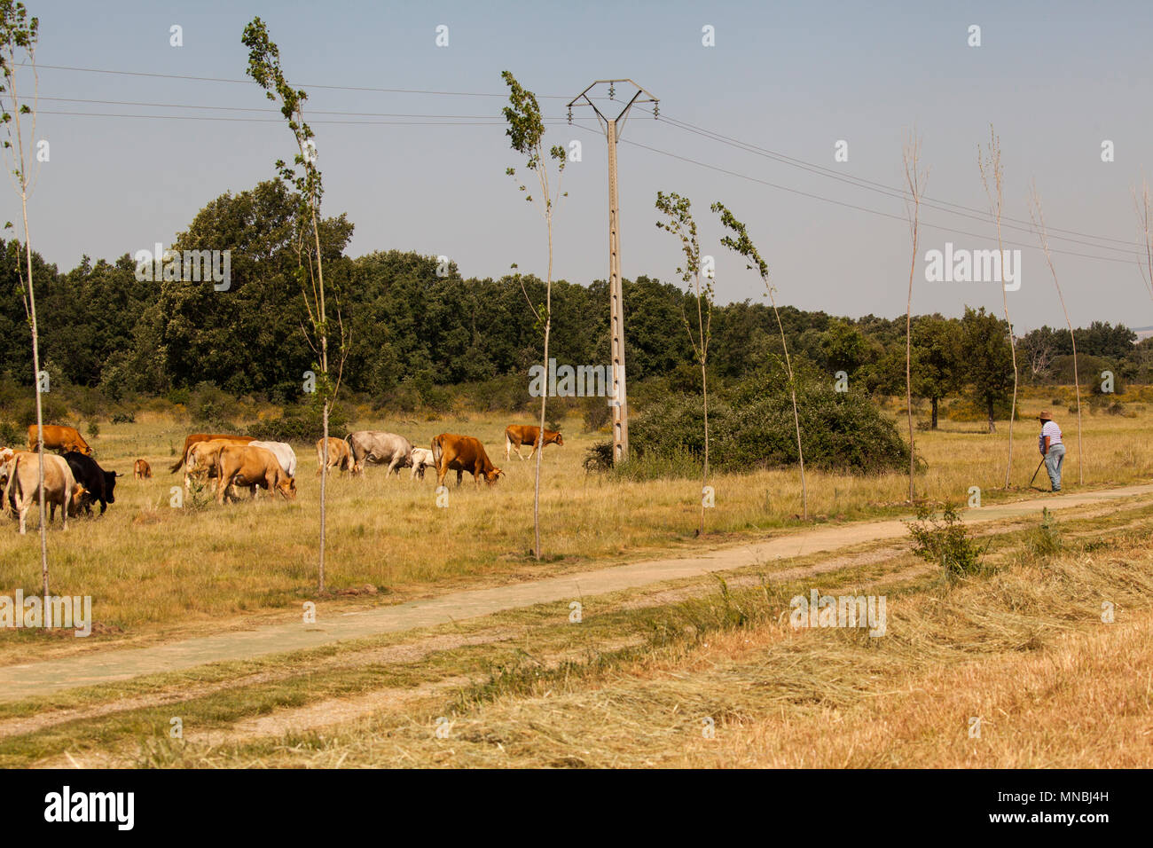 Su piccola scala agricoltore spagnolo tende a guardare il suo bestiame / mucche al pascolo di loro per la giornata nel centro città spagnola di Riaza a nord di Madrid Foto Stock