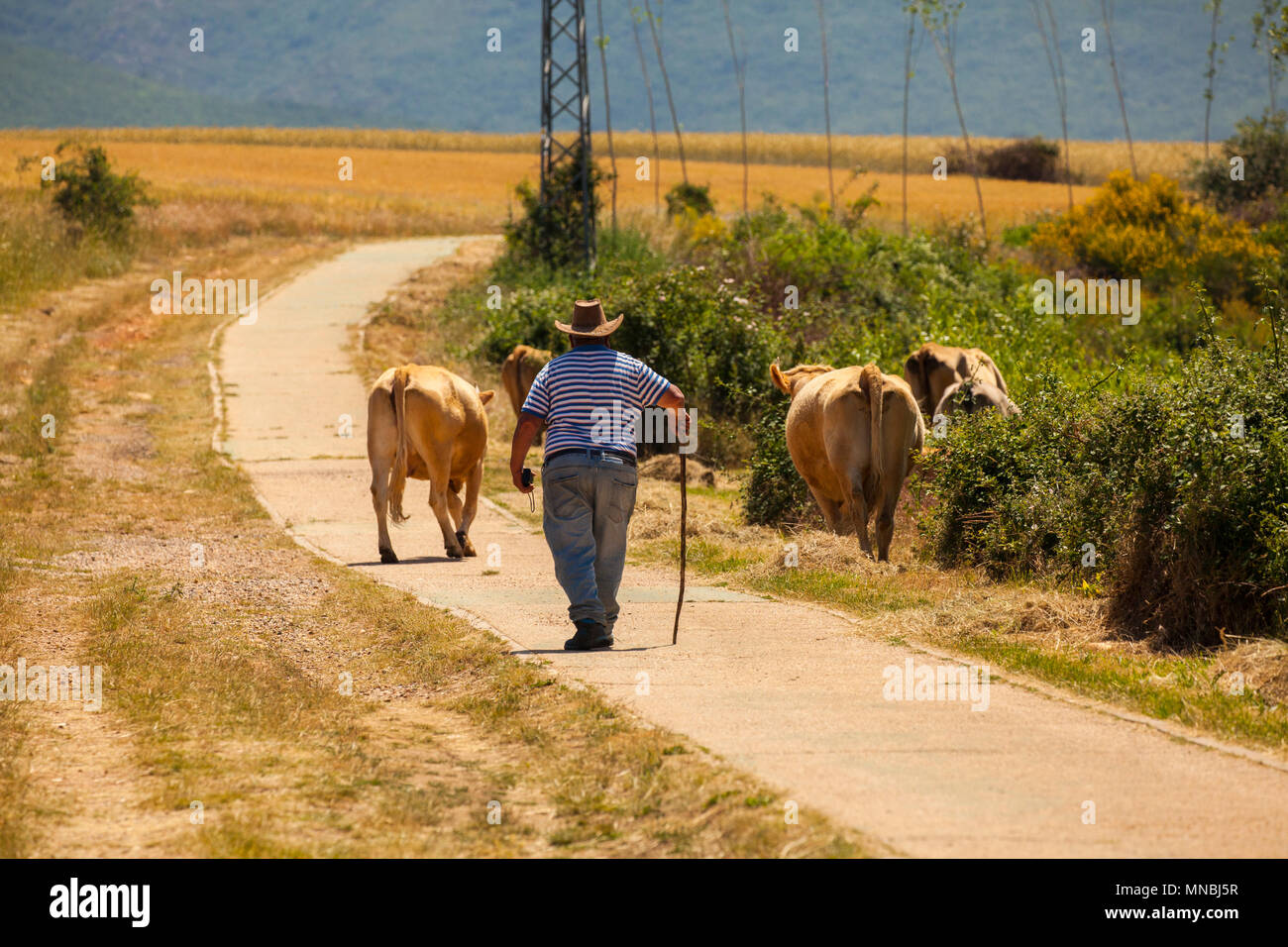 Su piccola scala agricoltore spagnolo radunare il bestiame / mucche al pascolo di loro per la giornata nel centro città spagnola di Riaza 60 kl a nord di Madrid Foto Stock