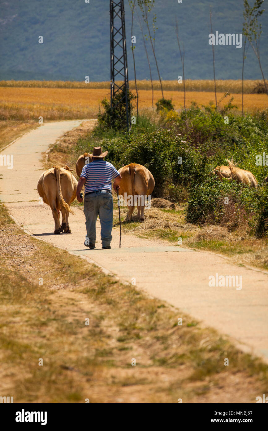 Piccolo agricoltore spagnolo che alleva bestiame/mucche al pascolo per un giorno nella città spagnola centrale di Riaza 60 kl a nord di Madrid in Spagna Foto Stock