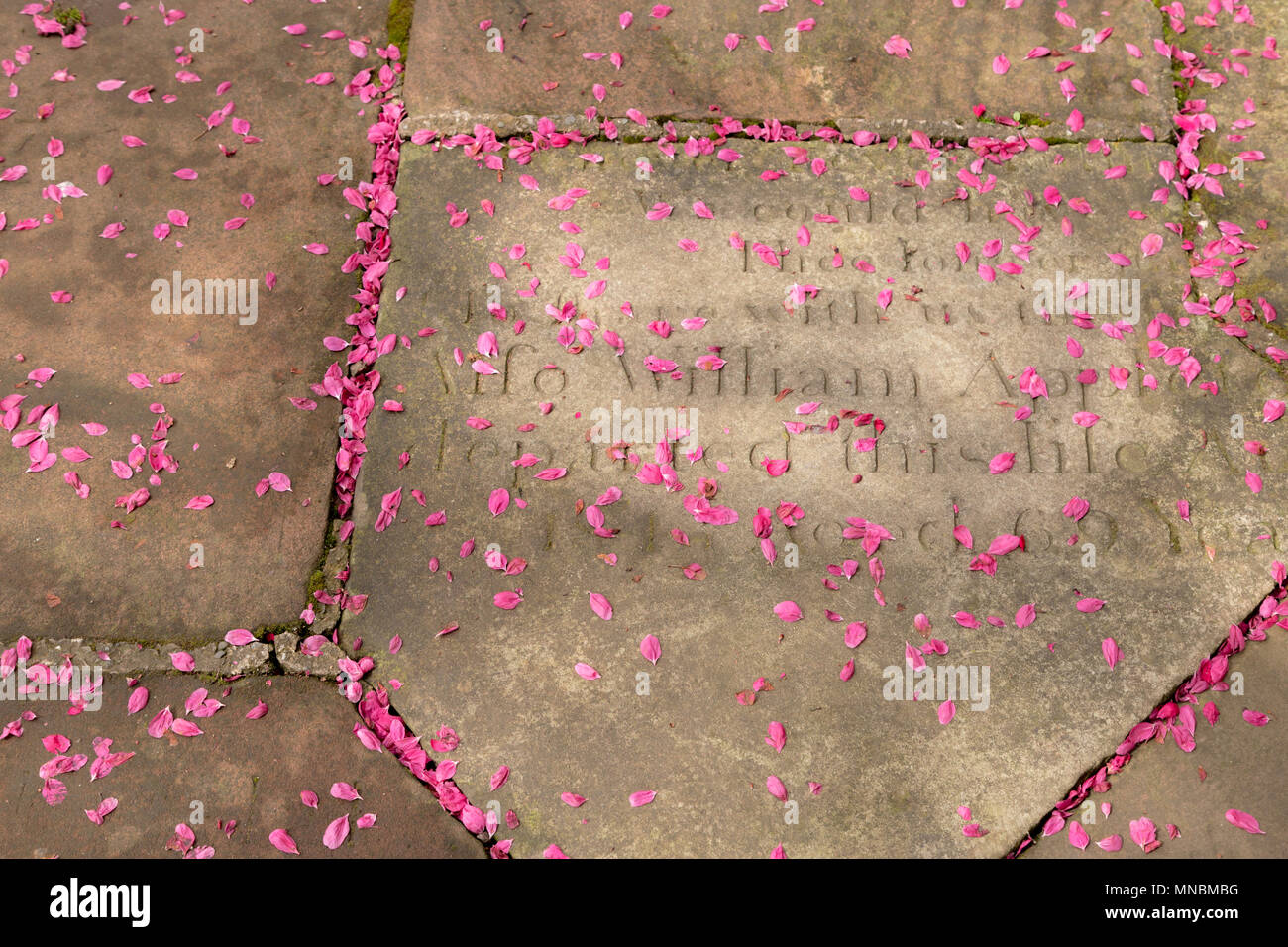 Stagione primaverile: rosa ciliegia petali su una lastra di pietra tombale al di fuori della Chiesa Cattedrale di Cristo e la Beata Vergine Maria, Chester, Inghilterra, Regno Unito. Foto Stock