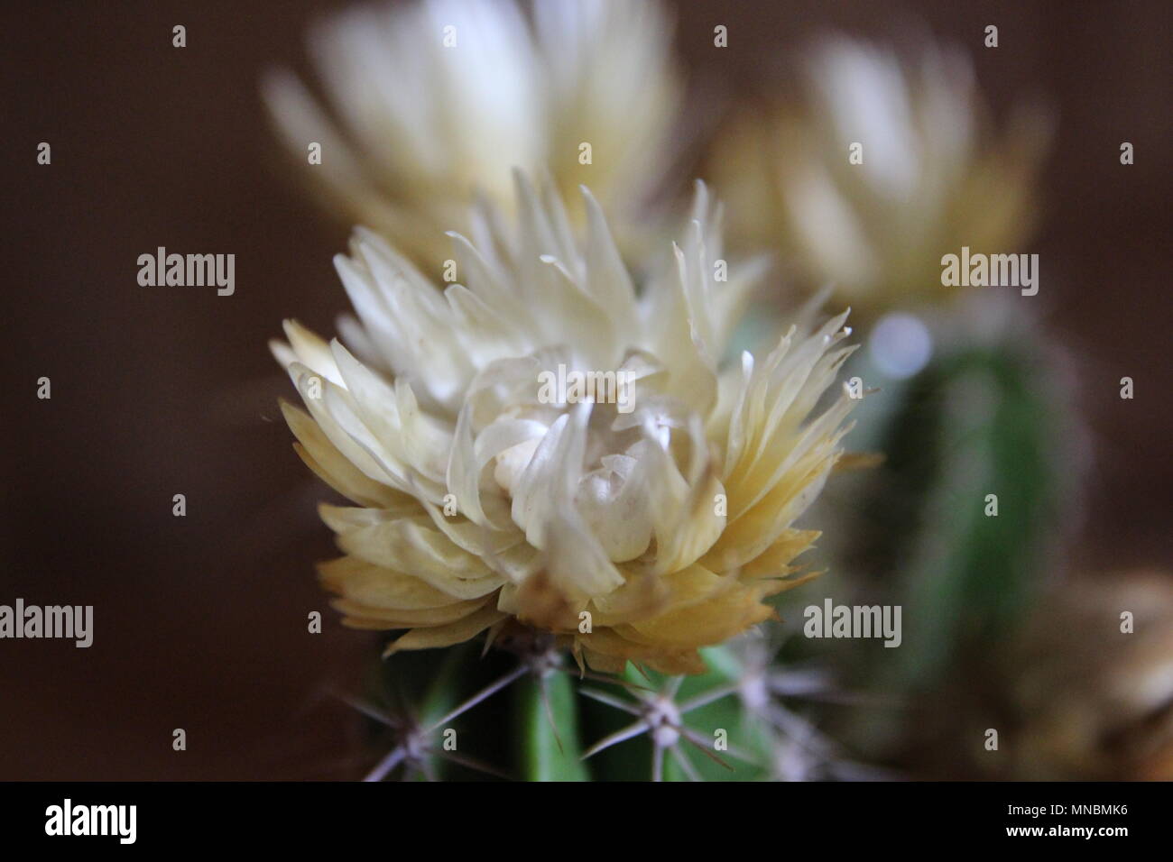 Primo piano di un fiore giallo su un cactus Foto Stock