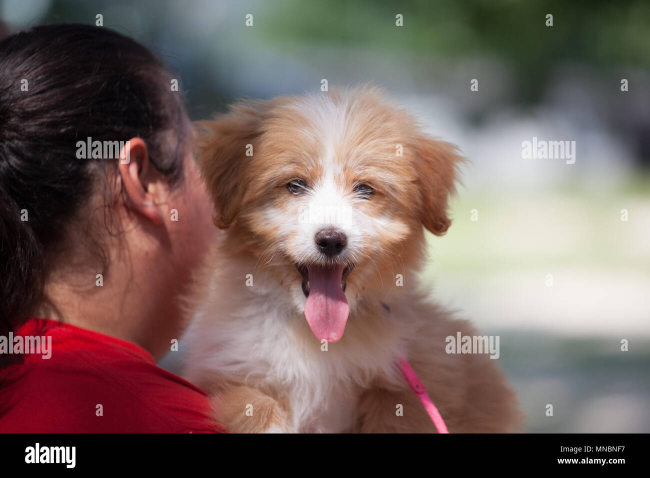 Cuccioli di cane presso lo shelter in cerca di famiglia Foto Stock