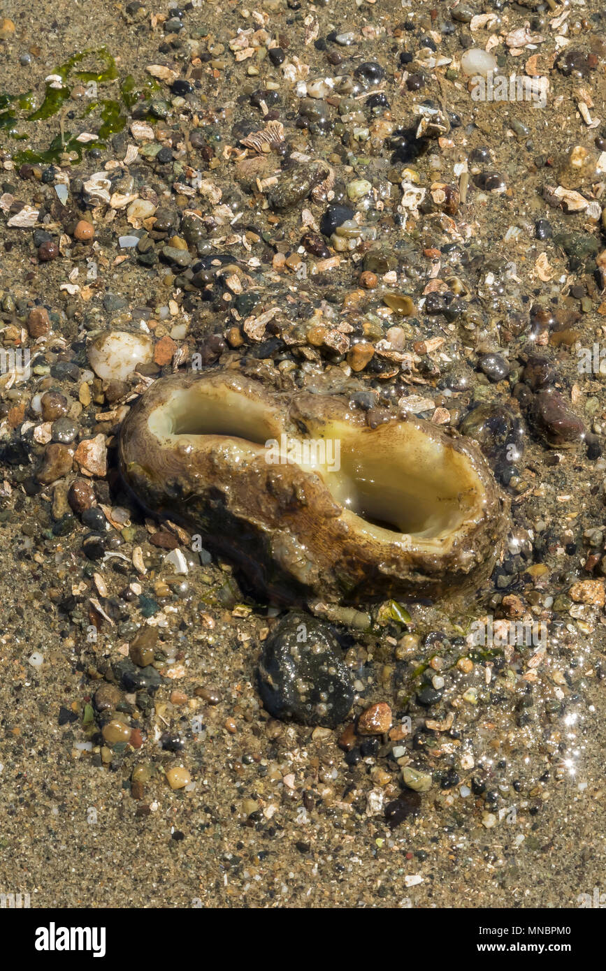 Pacific Geoduck clam Panopea abrupta, mostrando la sua sifoni fuse nel fango sabbia lungo la riva del Puget Sound al punto di Arcadia, Mason County, lavare Foto Stock