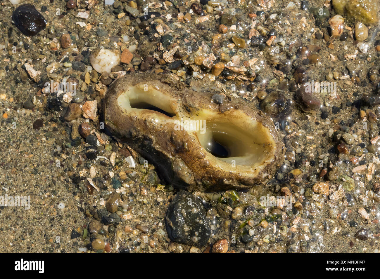 Pacific Geoduck clam Panopea abrupta, mostrando la sua sifoni fuse nel fango sabbia lungo la riva del Puget Sound al punto di Arcadia, Mason County, lavare Foto Stock