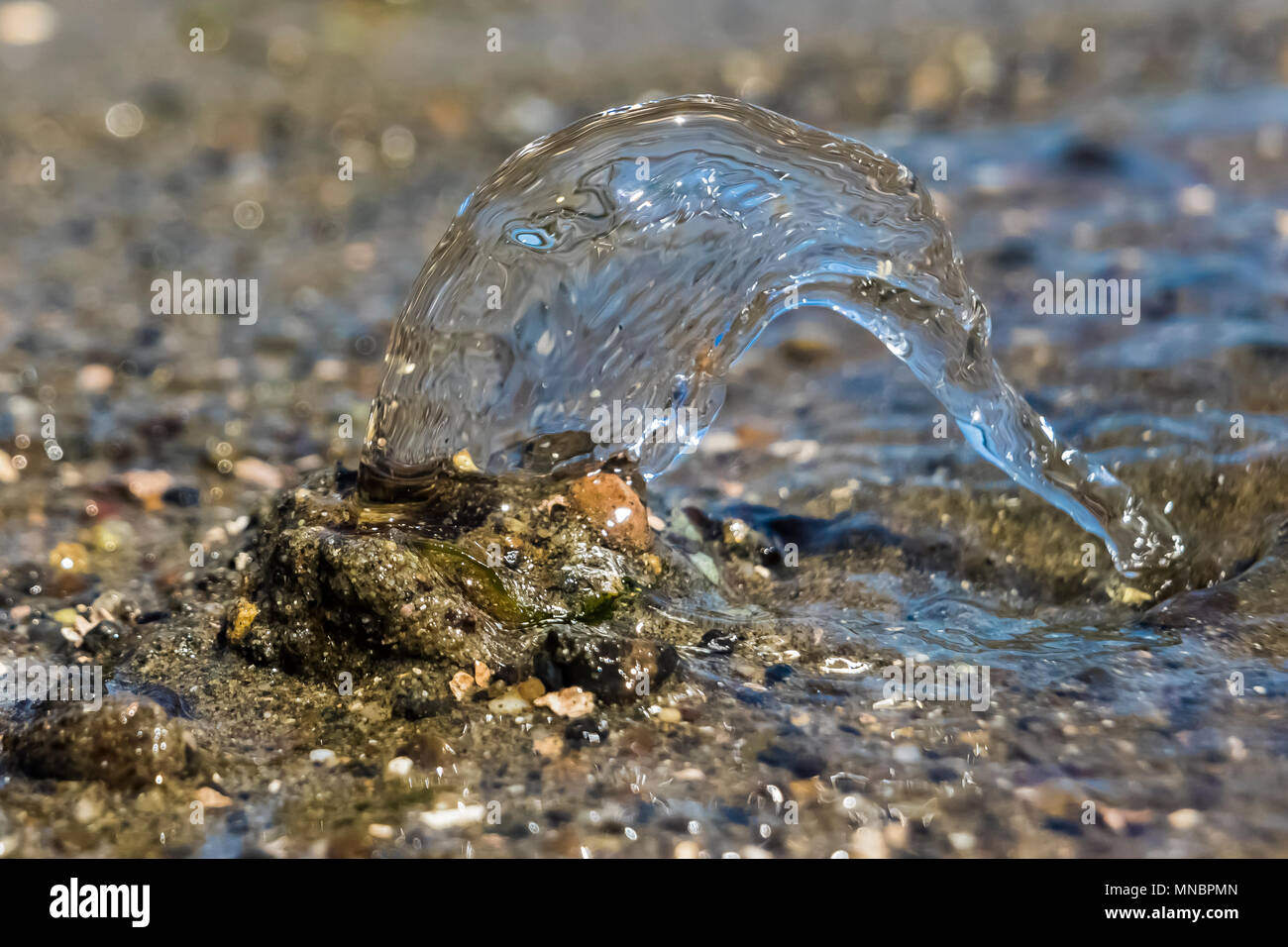 Pacific Geoduck clam Panopea abrupta, schizzare fuori delle acque reflue nel fango sabbia lungo la riva del Puget Sound al punto di Arcadia, Mason County, Washi Foto Stock