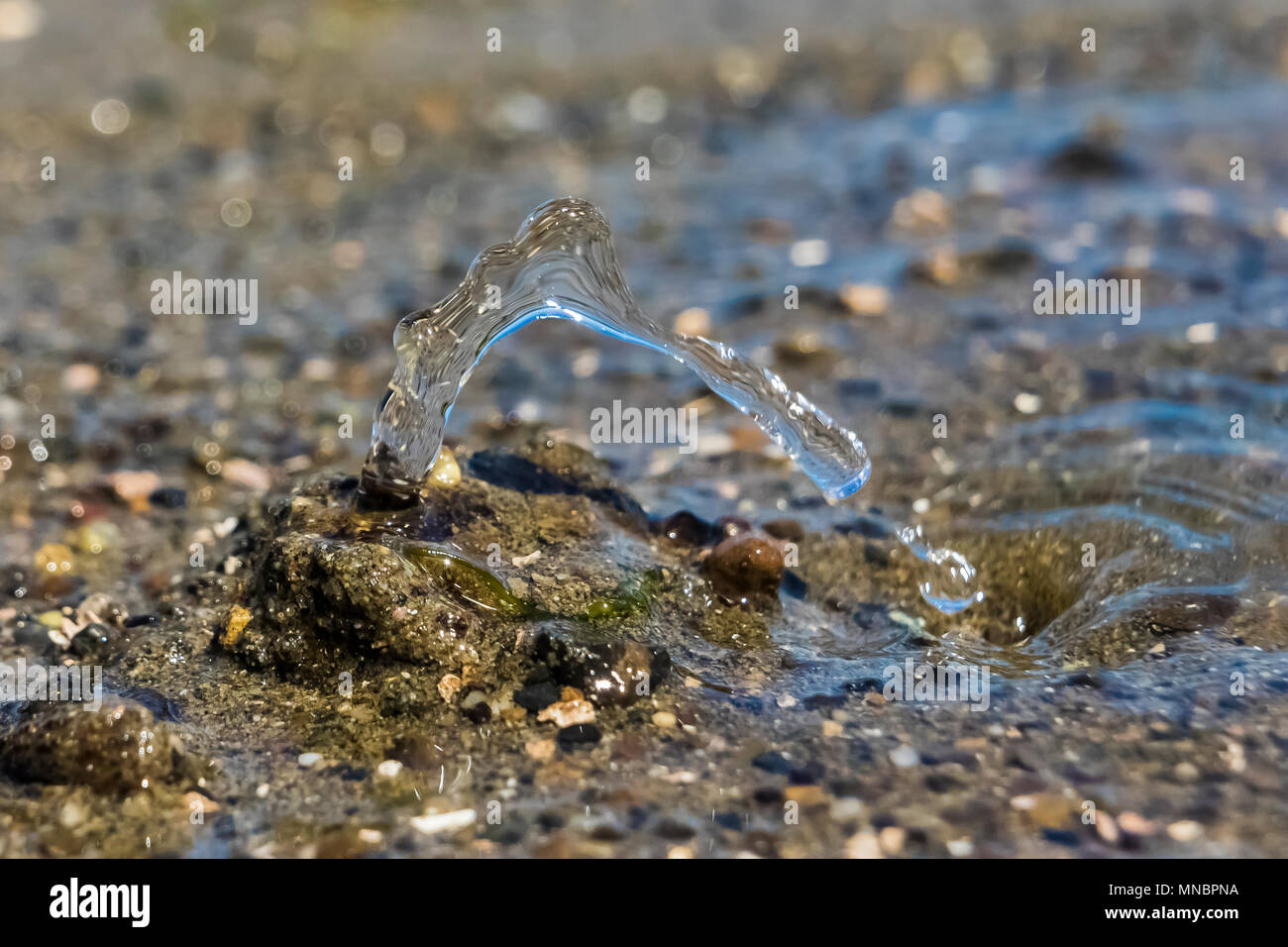 Pacific Geoduck clam Panopea abrupta, schizzare fuori delle acque reflue nel fango sabbia lungo la riva del Puget Sound al punto di Arcadia, Mason County, Washi Foto Stock