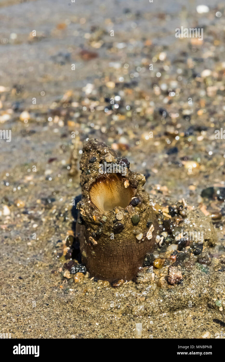 Pacific Geoduck clam Panopea abrupta, mostrando la sua sifoni fuse nel fango sabbia lungo la riva del Puget Sound al punto di Arcadia, Mason County, lavare Foto Stock