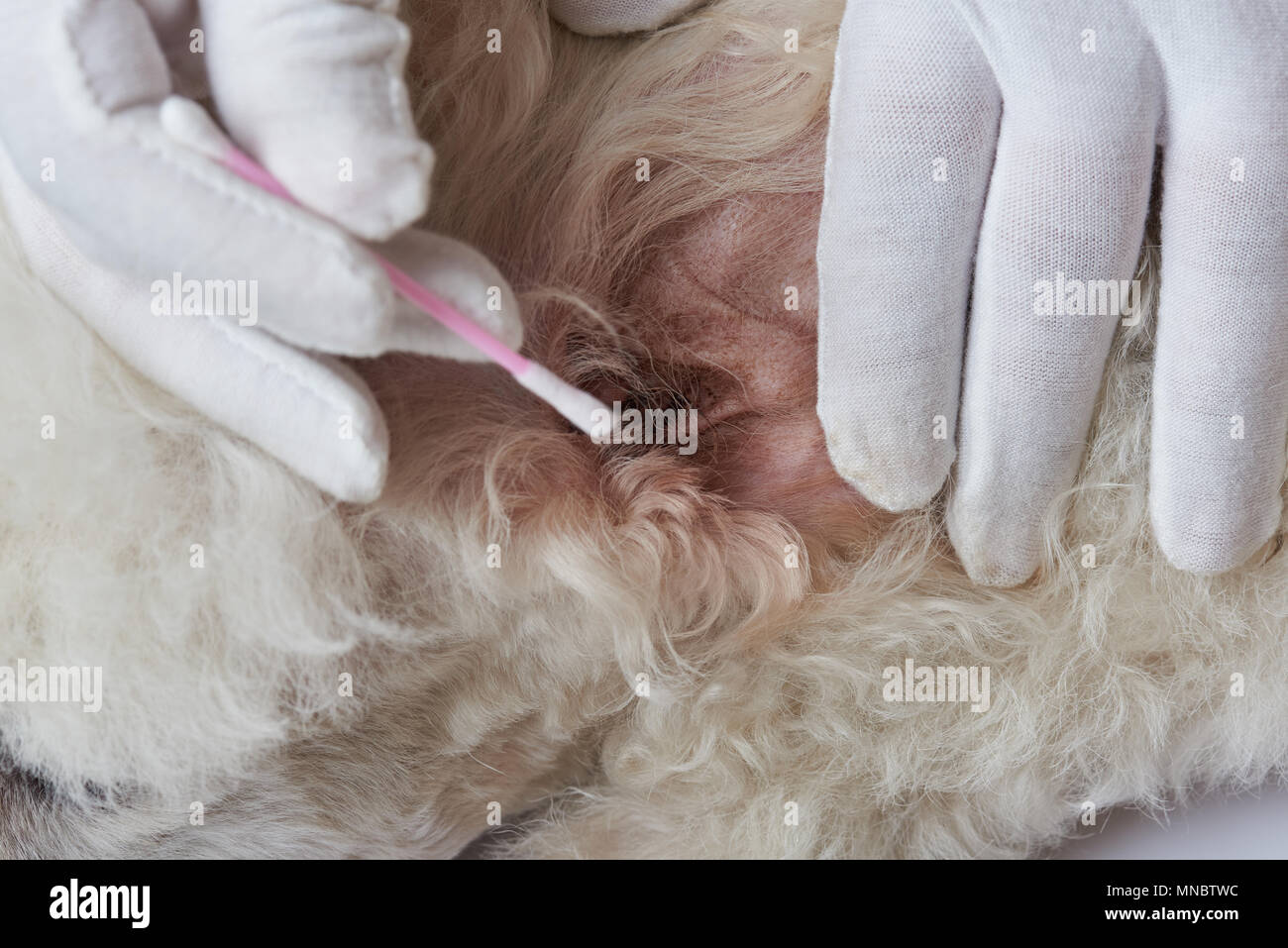 Vista ravvicinata di orecchio con infezione. Vet medico pulire orecchio Foto Stock