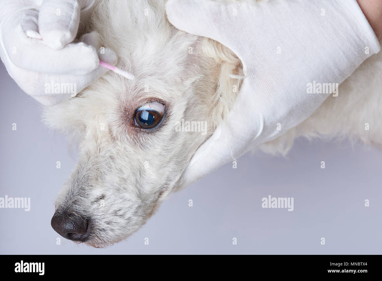 Tergi cane occhio in clinica veterinaria vista ravvicinata Foto Stock
