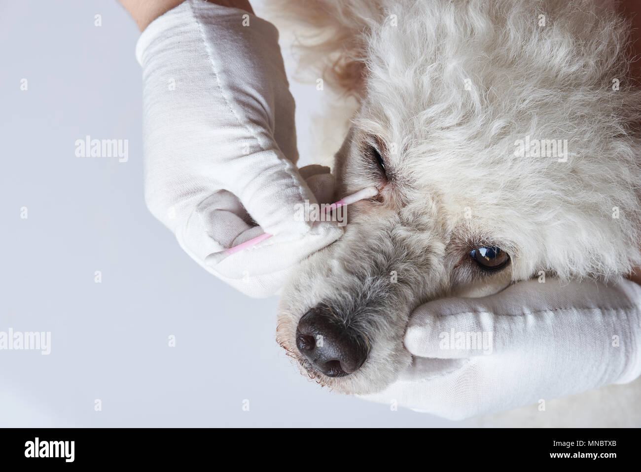La pulizia degli occhi del cane con infezione close-up isolati su sfondo bianco Foto Stock