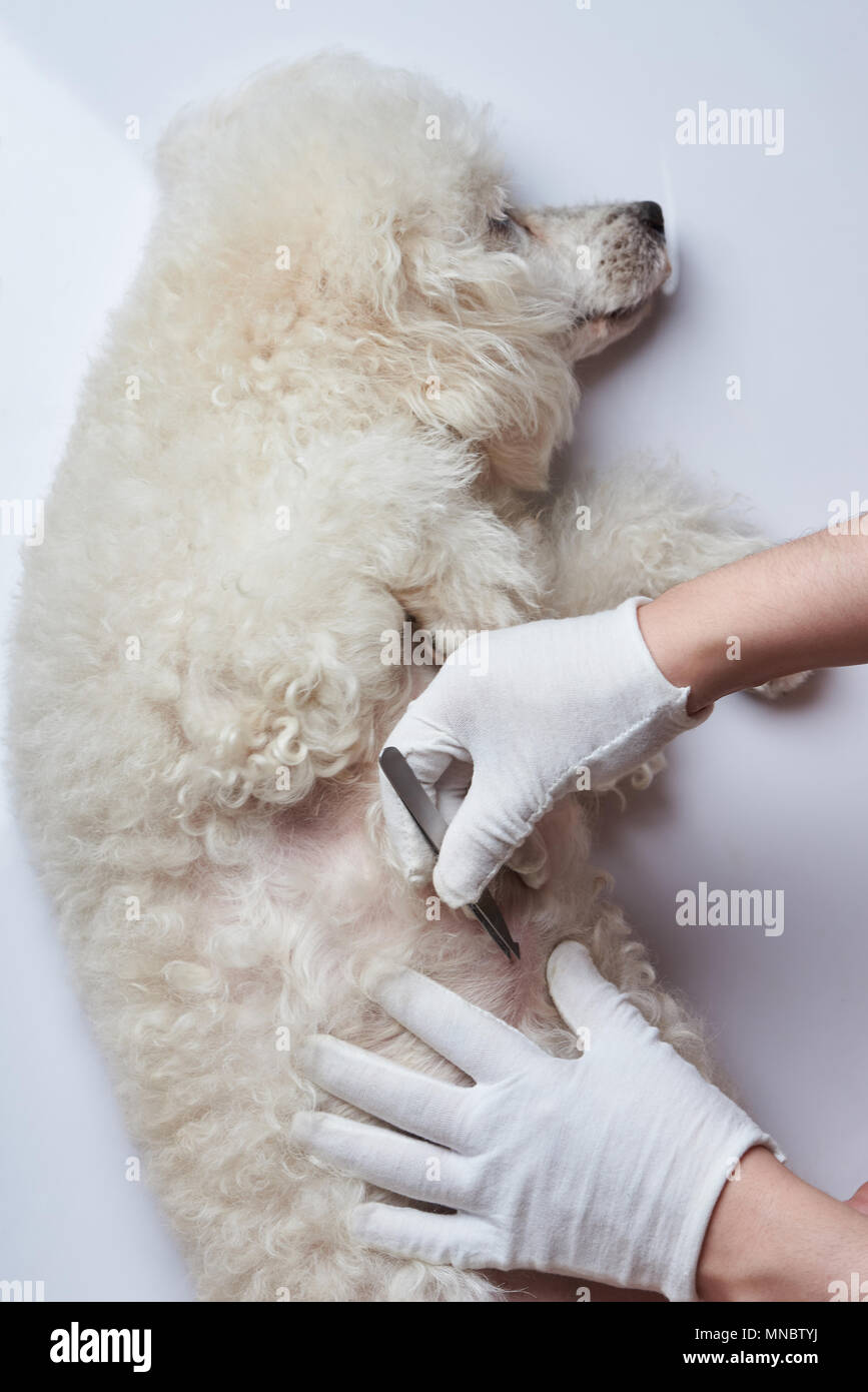 Medical vet ispezione del cane. Veterinario tema del cane Foto Stock