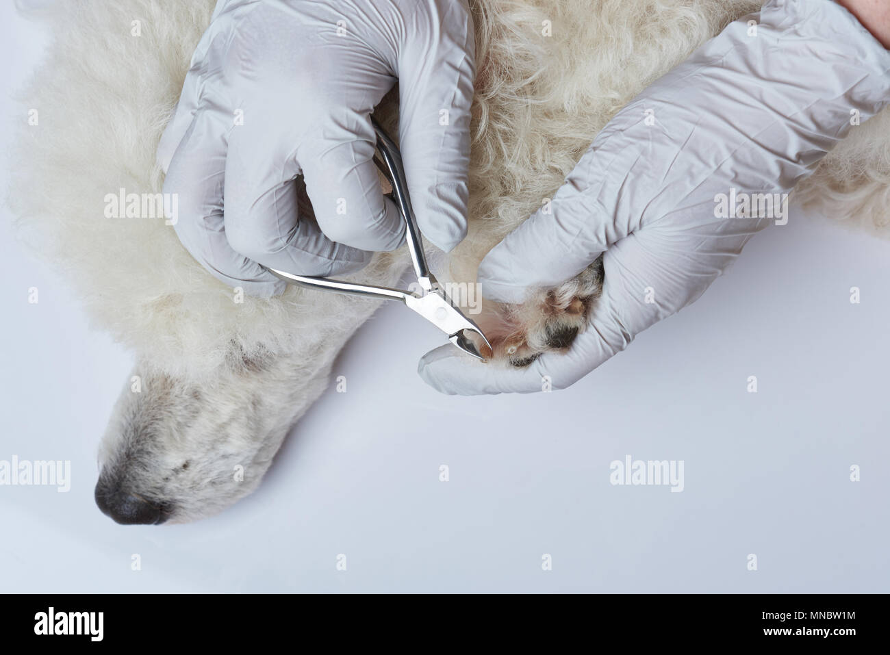 Barboncino rivestimento chiodi in clinica veterinaria vista da vicino Foto Stock