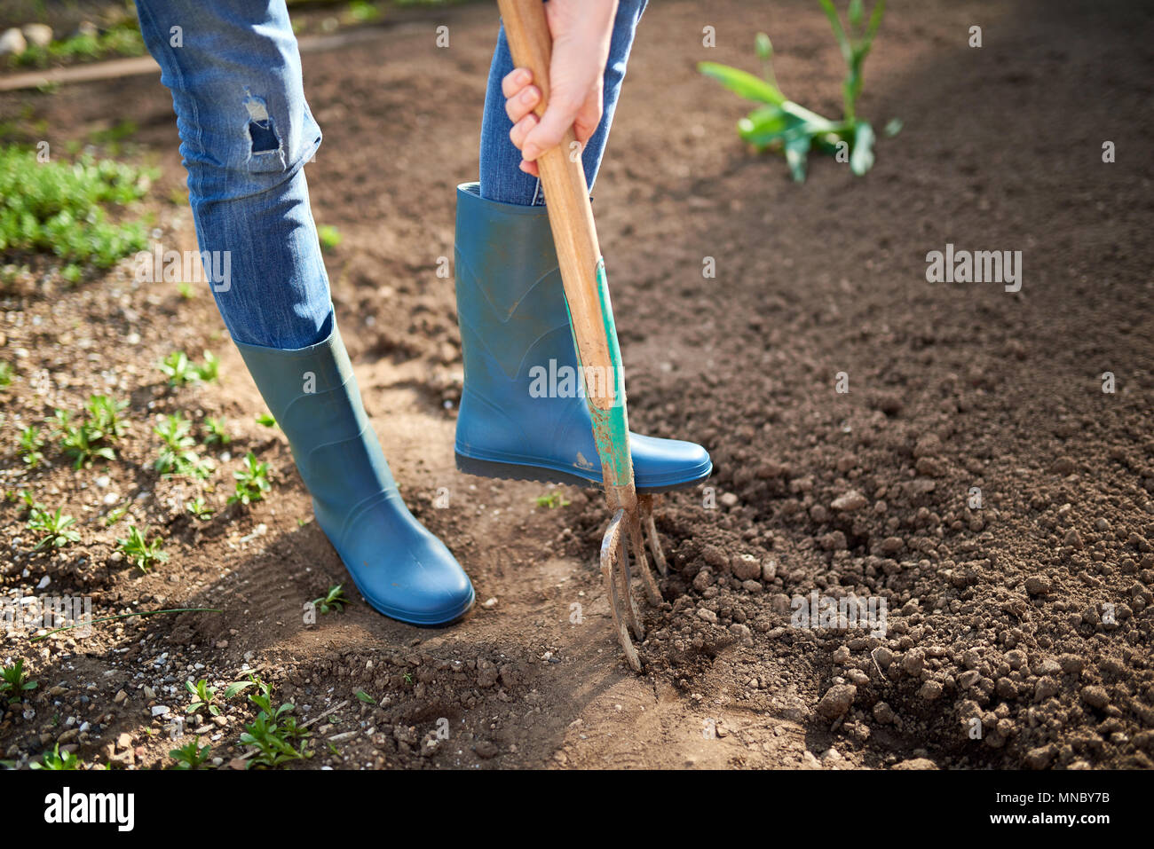 Lavoro in un giardino - Molla di scavare il terreno con forcella Spading. Close up di scavare il terreno a molla con pala blu la sua preparazione per la nuova stagione di semina. Foto Stock