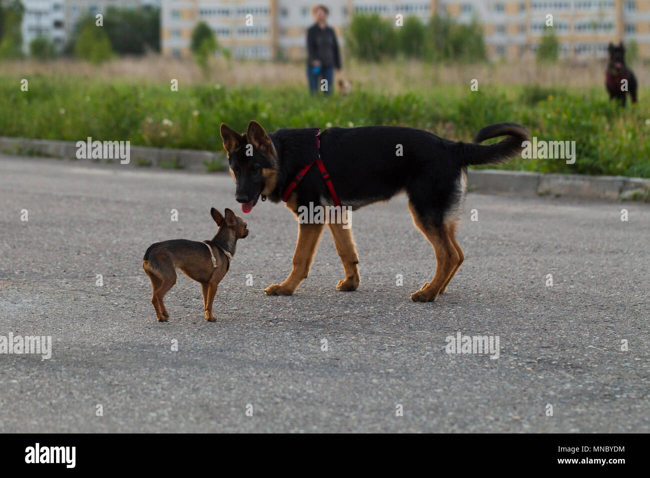 Russian toy terrier e di un cucciolo di cane alsaziano per una passeggiata in città la luce della sera Foto Stock