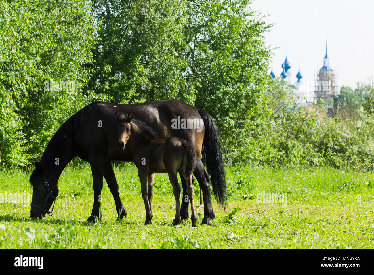 Cavallo e puledro pascolare nel prato di giorno solare. Foto Stock