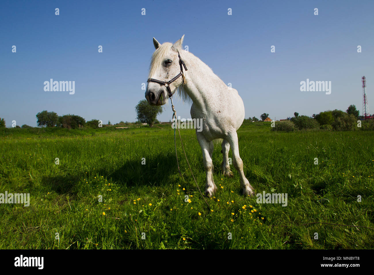 White Horse il pascolo in un prato in primavera giornata di sole Foto Stock