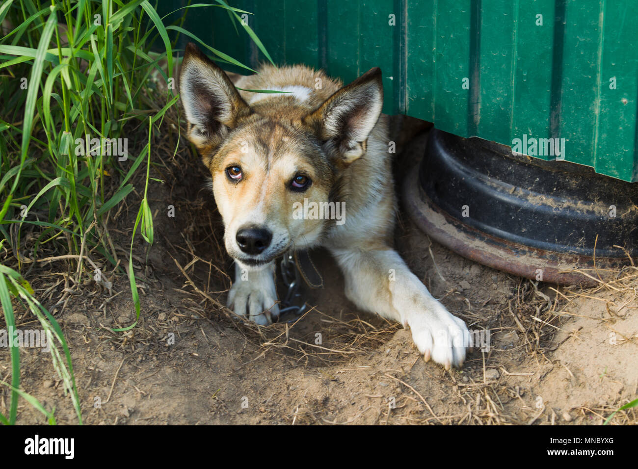 Empio cane spaventato guardando fuori da sotto il recinto verde su una sera d'estate. Foto Stock