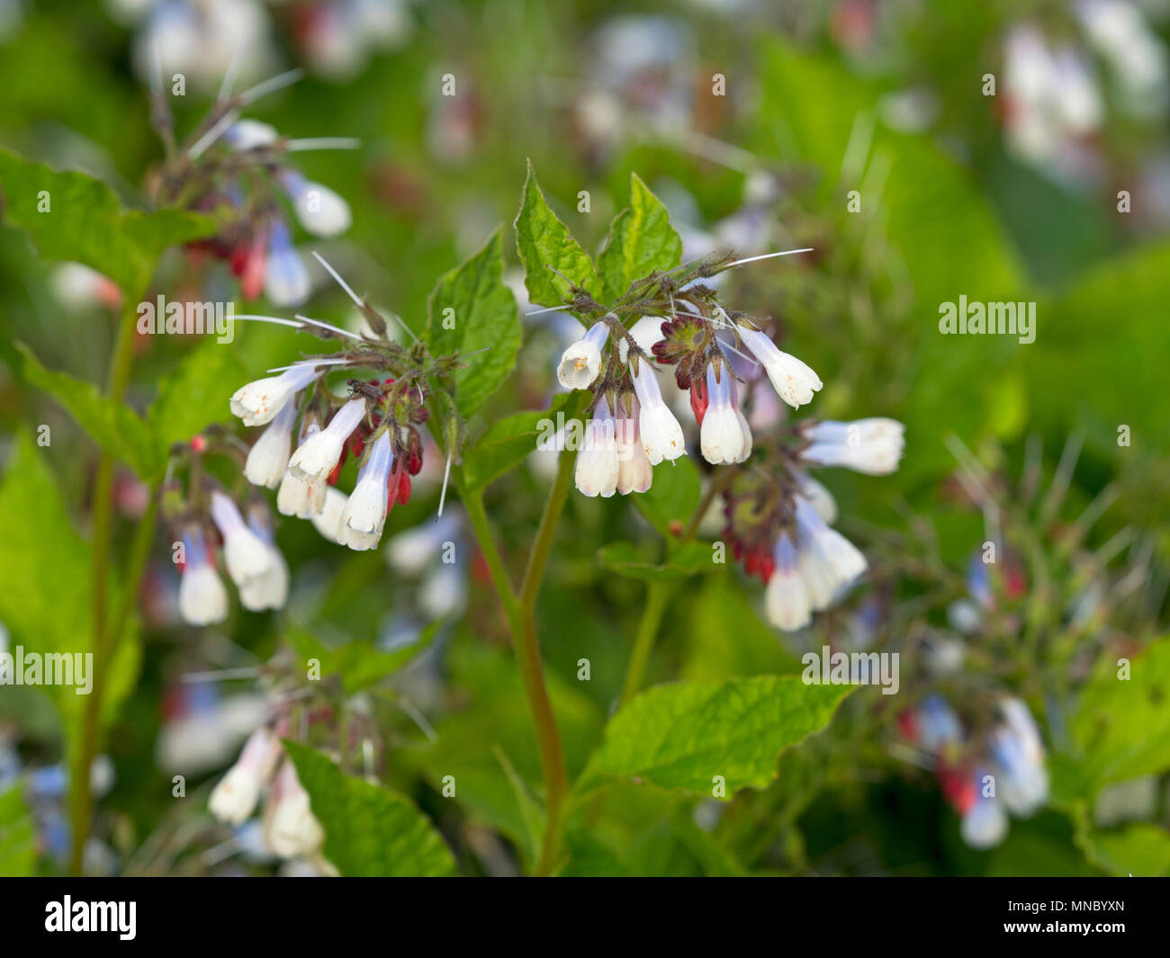 Comfrey' Hidcote Blue' Symphytum (noto anche come comphrey) nel giardino di erbe aromatiche Foto Stock