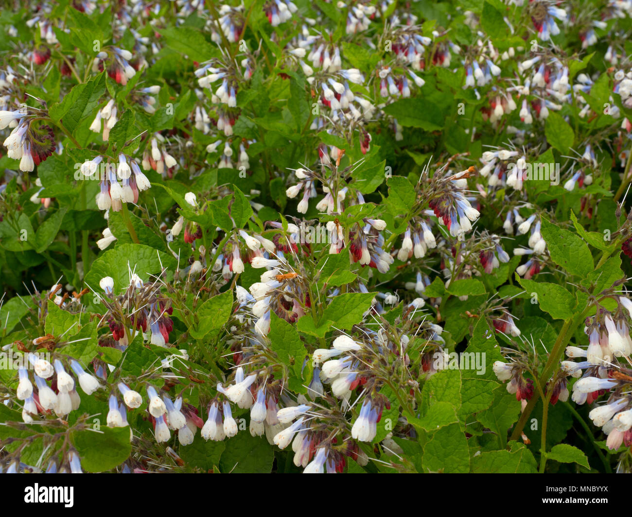 Comfrey' Hidcote Blue' Symphytum (noto anche come comphrey) nel giardino di erbe aromatiche Foto Stock