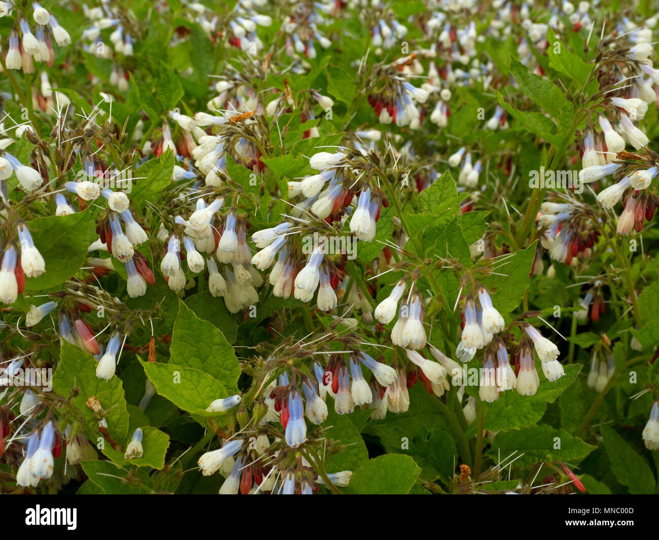 Comfrey' Hidcote Blue' Symphytum (noto anche come comphrey) nel giardino di erbe aromatiche Foto Stock
