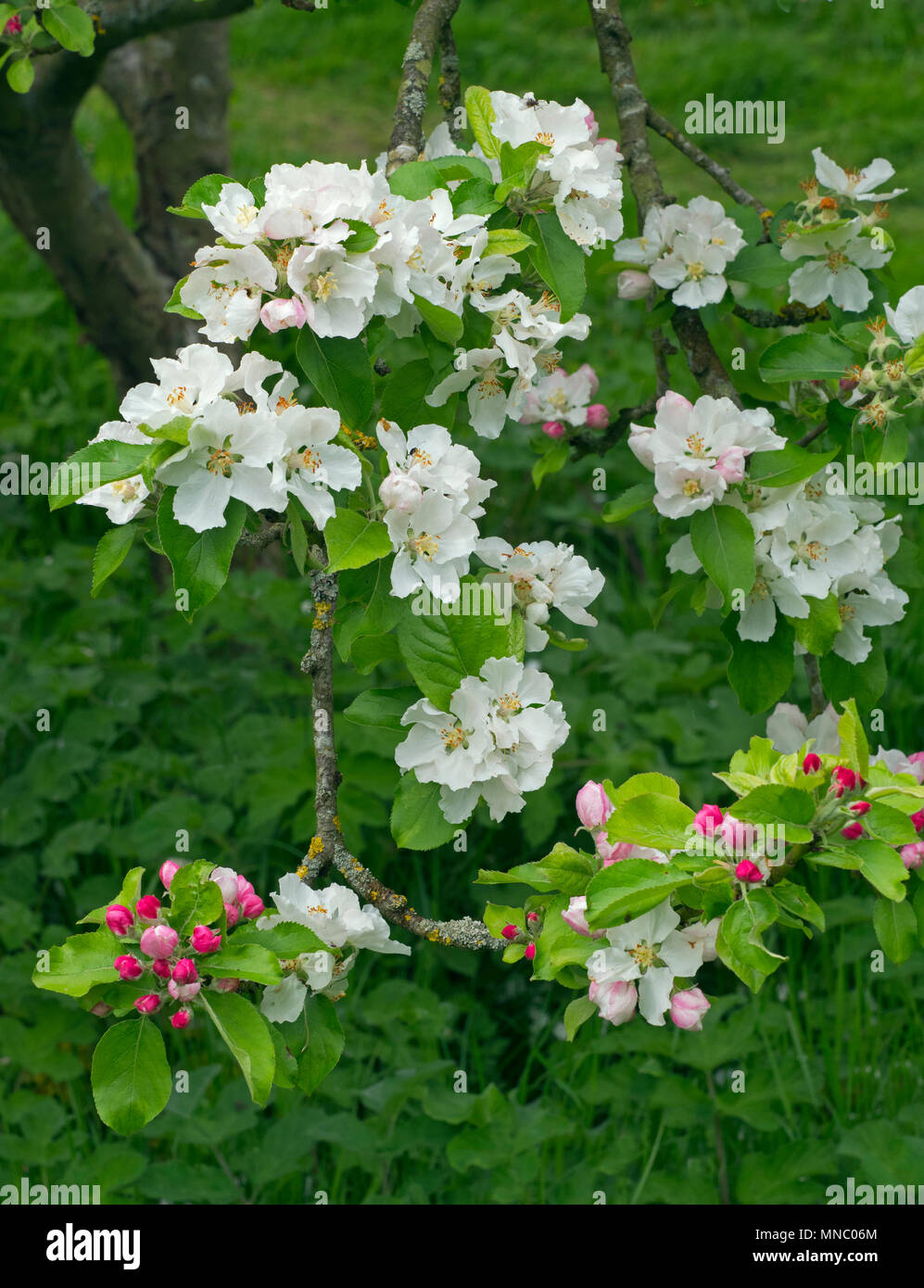 Signora Henniker apple blossom Malus domestica Foto Stock