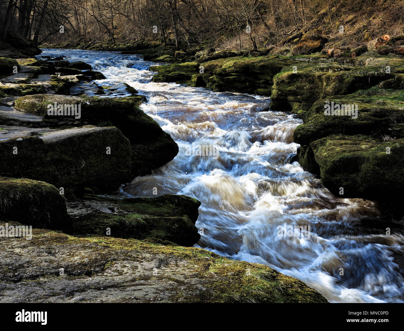 Il forte e potente corrente del 'hotel Astrid, un pericoloso tratto di fiume Wharfe vicino a Bolton Abbey Foto Stock