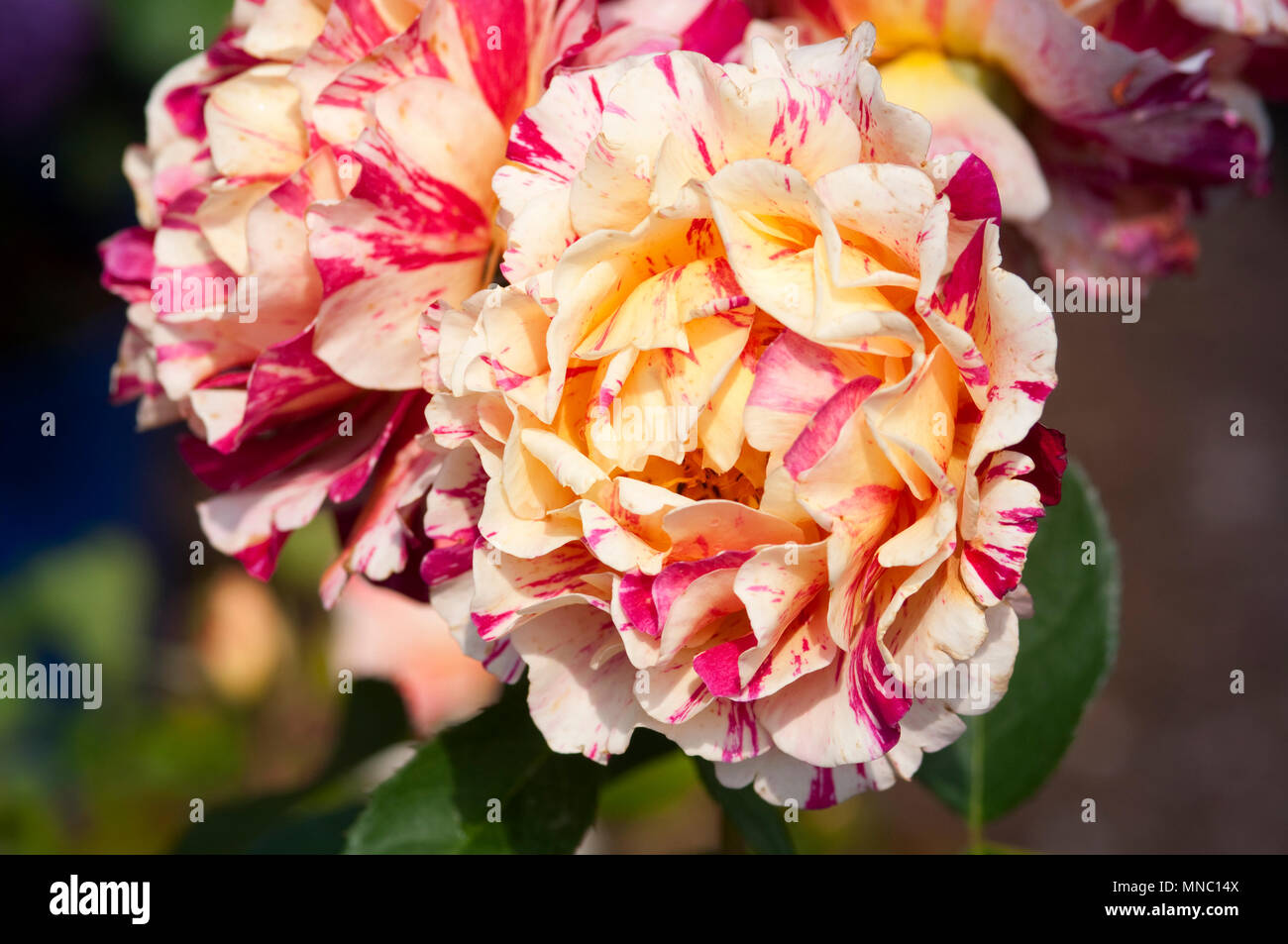 Flower Maurice Utrillo Rose Foto Stock