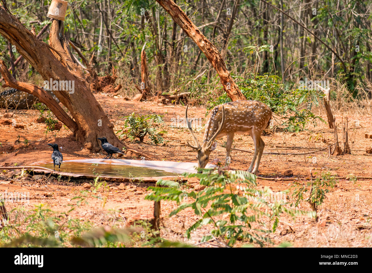 Un sambar deer acqua potabile allo zoo in giornata soleggiata. Foto Stock