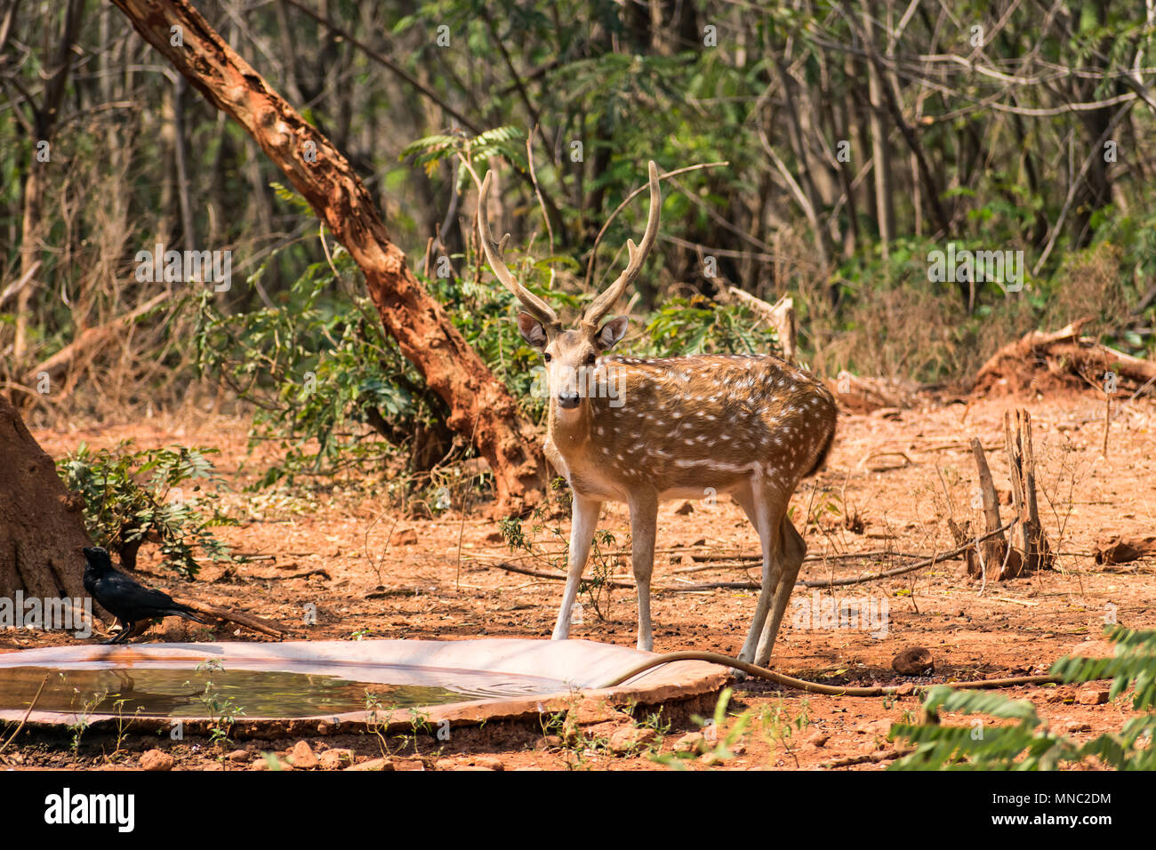 Un sambar deer in piedi vicino alla vasca di acqua allo zoo in giornata soleggiata. Foto Stock