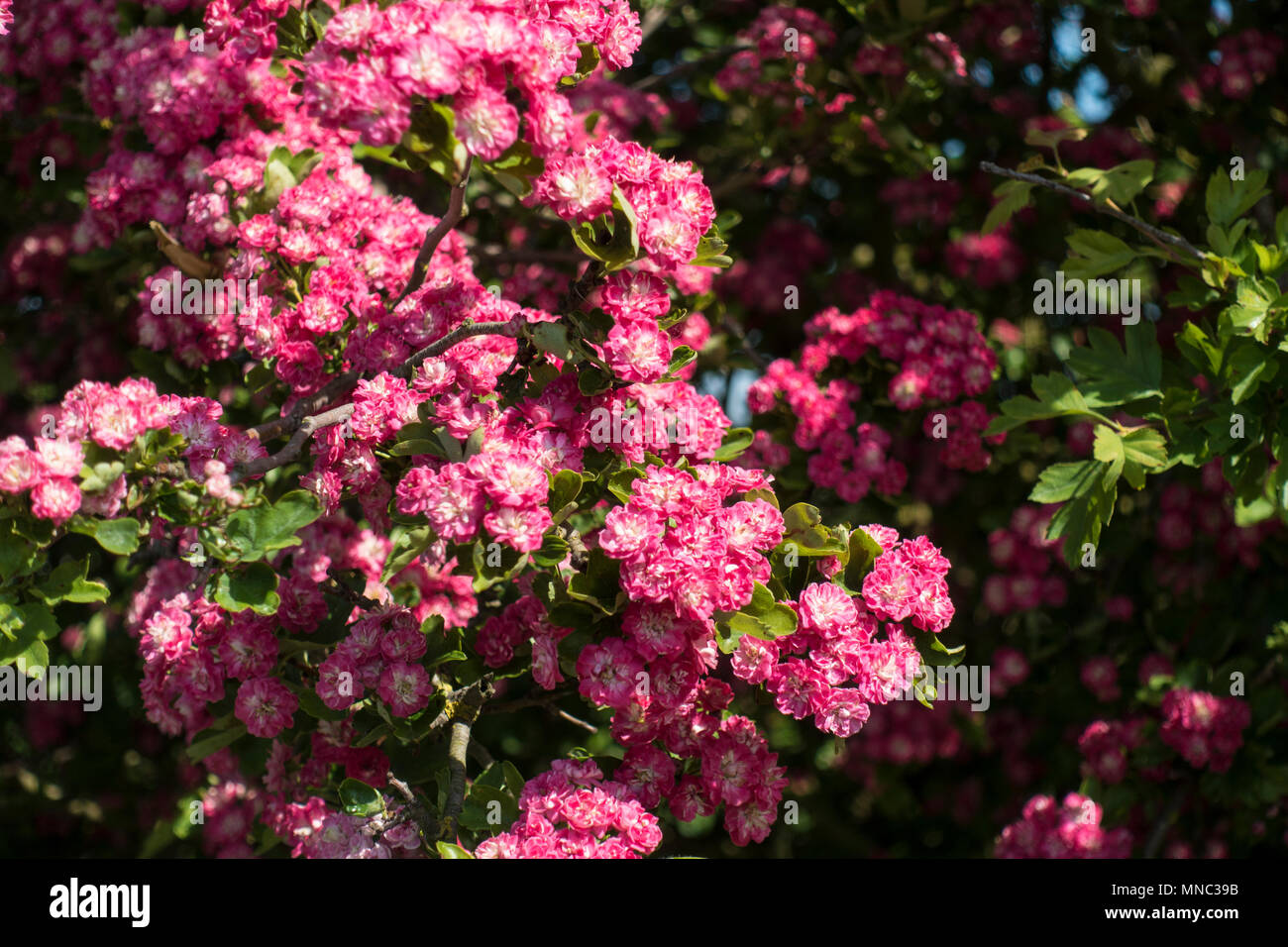 Deep pink blossom Foto Stock