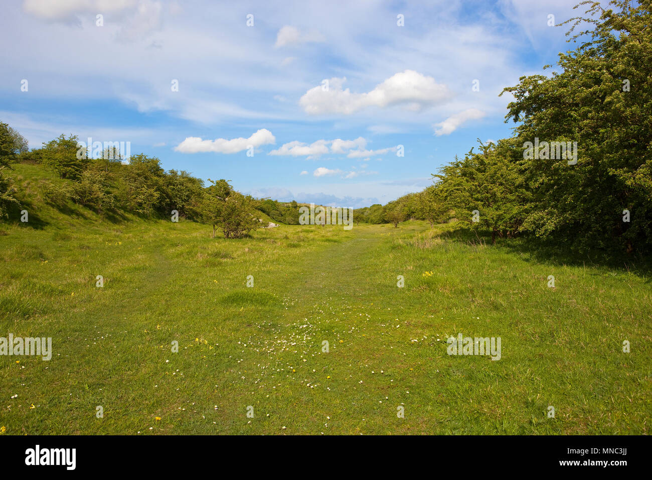 Kiplingcotes riserva naturale e chalk pit con siepi di biancospino e fiori selvatici nel Yorkshire Wolds sotto un azzurro cielo molto nuvoloso in primavera Foto Stock