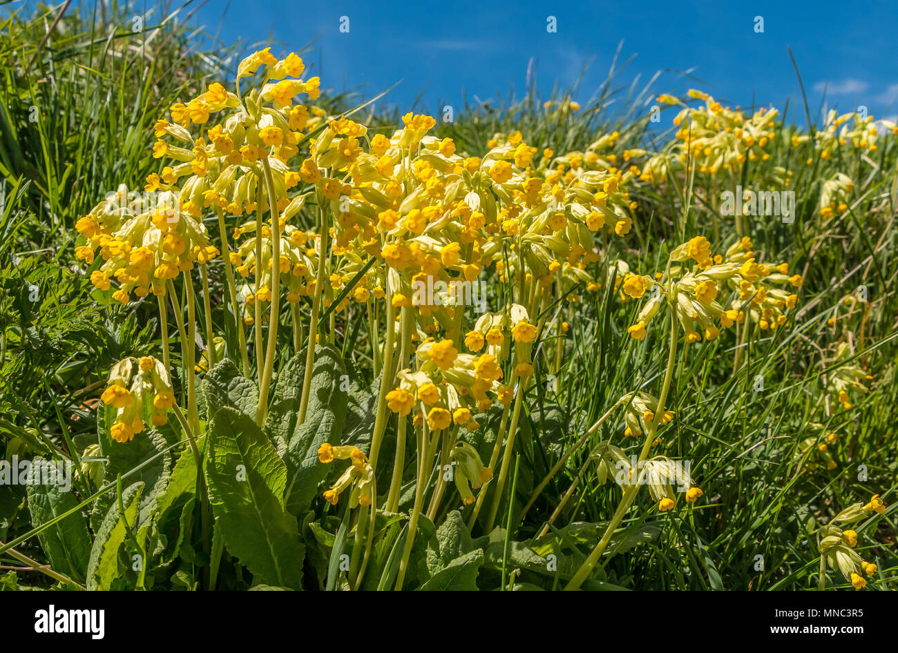Un gruppo di wild cowslip Primula Veris piante in pieno fiore con un cielo blu sullo sfondo Foto Stock