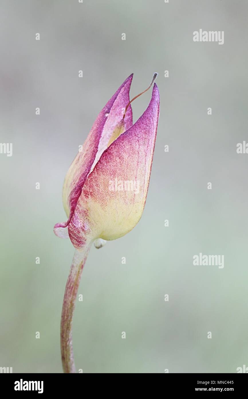 Germoglio di fiore di Hedge Centinodia, Calystegia sepium Foto Stock
