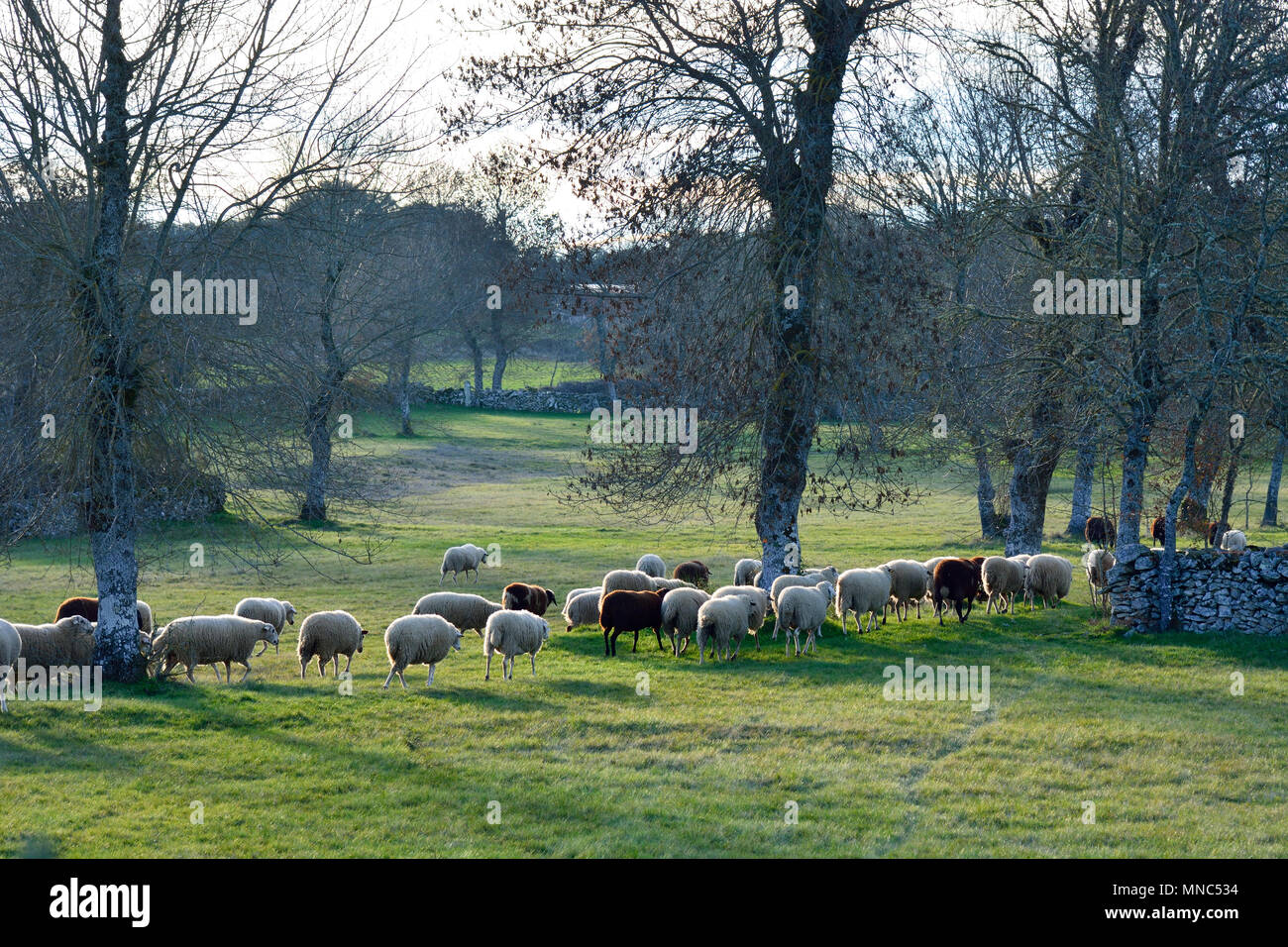Un gregge di pecore in pena Branca, Miranda do Douro. International Douro Natura Park, Portogallo Foto Stock