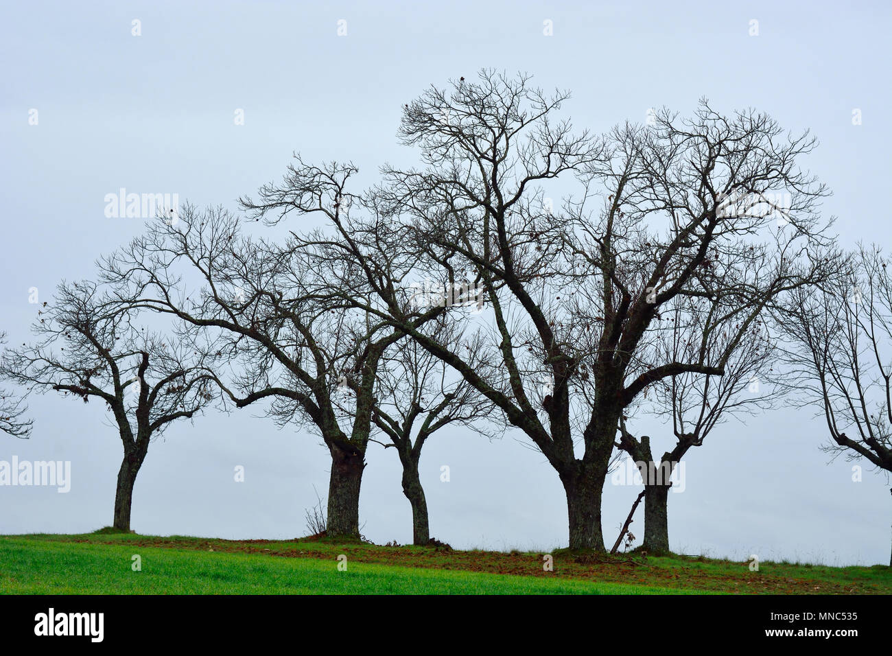 Alberi di castagno in inverno. Montesinho Natura Park, Tras-os-Montes. Portogallo Foto Stock