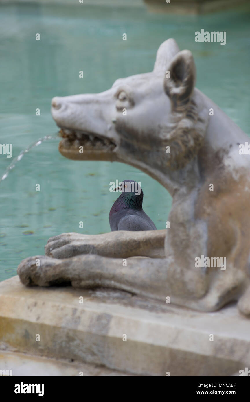 Piccioni nella fontana a Siena Italia scorazzare sulla cima di statue di un lupo e persino di bere da esso la bocca Foto Stock