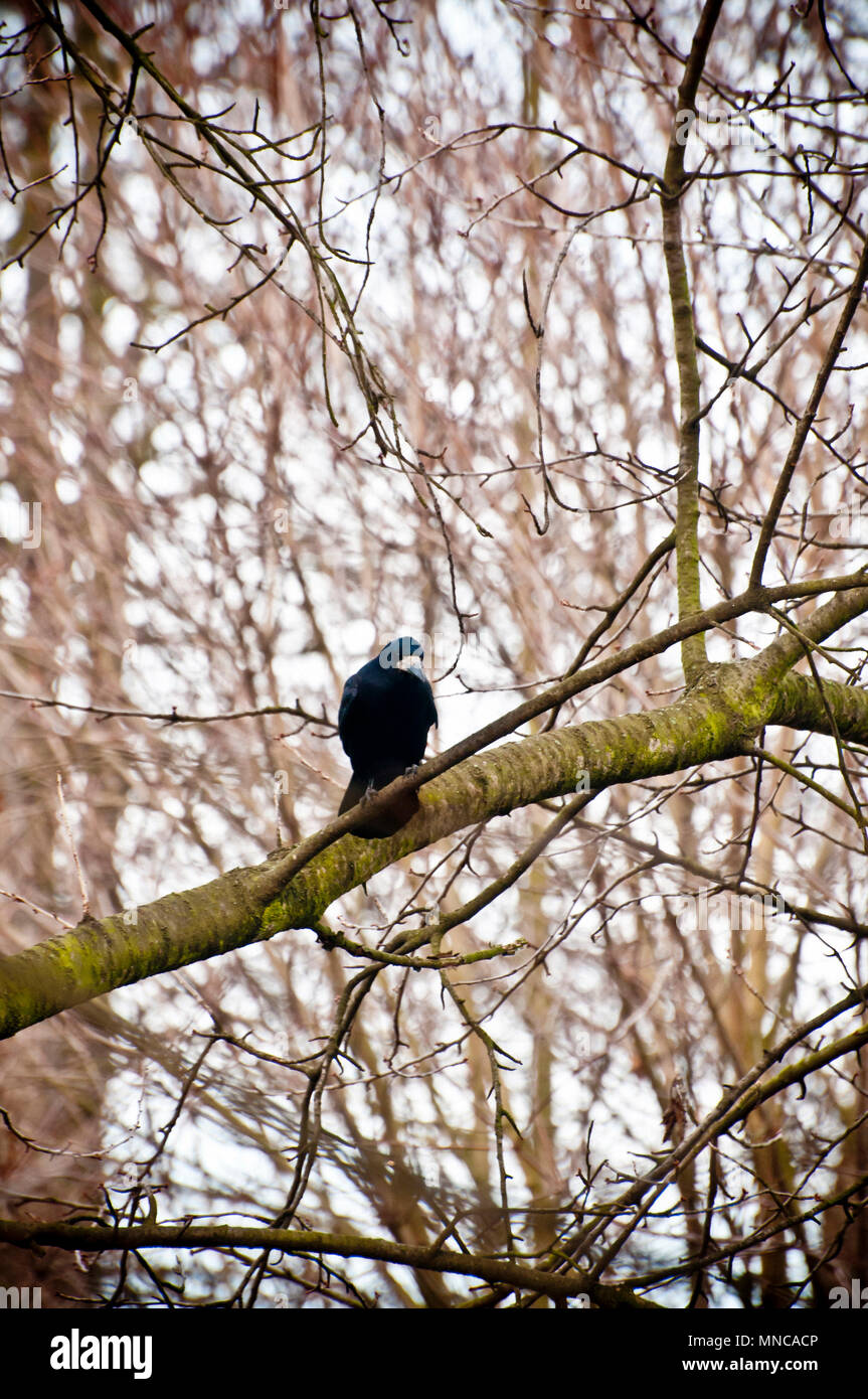 Unione Carrion crow seduto su un ramo di albero in inverno Foto Stock