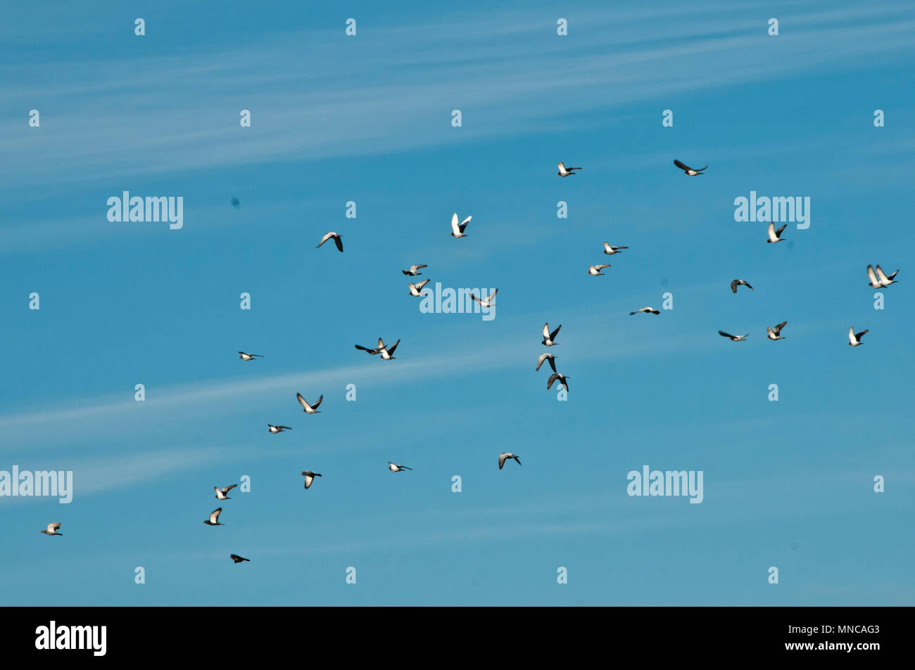 Stormo di piccioni in volo Foto Stock