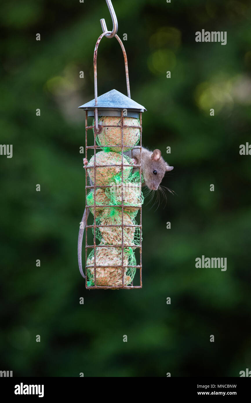 Rattus norvegicus. Marrone alimentazione di ratto in un grasso alimentatore  a sfera di mettere fuori per gli uccelli in un giardino inglese. Regno  Unito Foto stock - Alamy