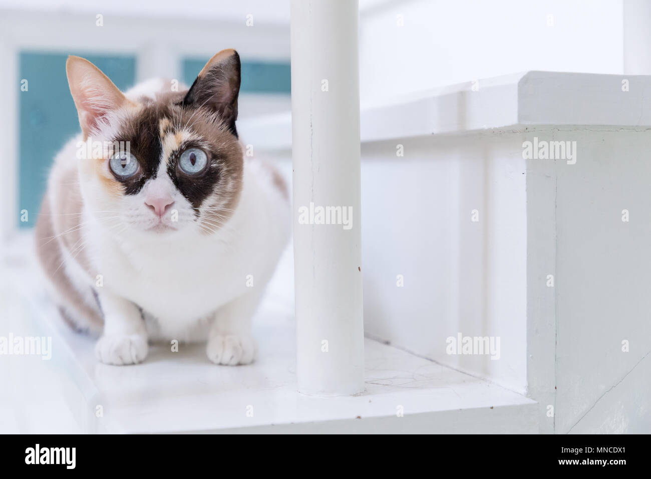 Blue eyed Thai Gatto sdraiato sulla scala di colore bianco. Foto Stock