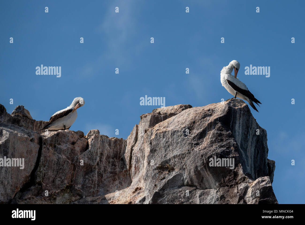 Nazca boobies su Unione Rock, Isole Galapagos, Ecuador. Foto Stock