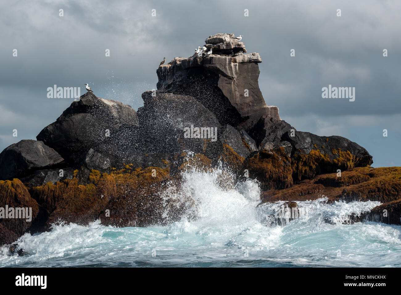 Blu-footed booby e Nazca boobies su Unione Rock, Isole Galapagos, Ecuador. Foto Stock