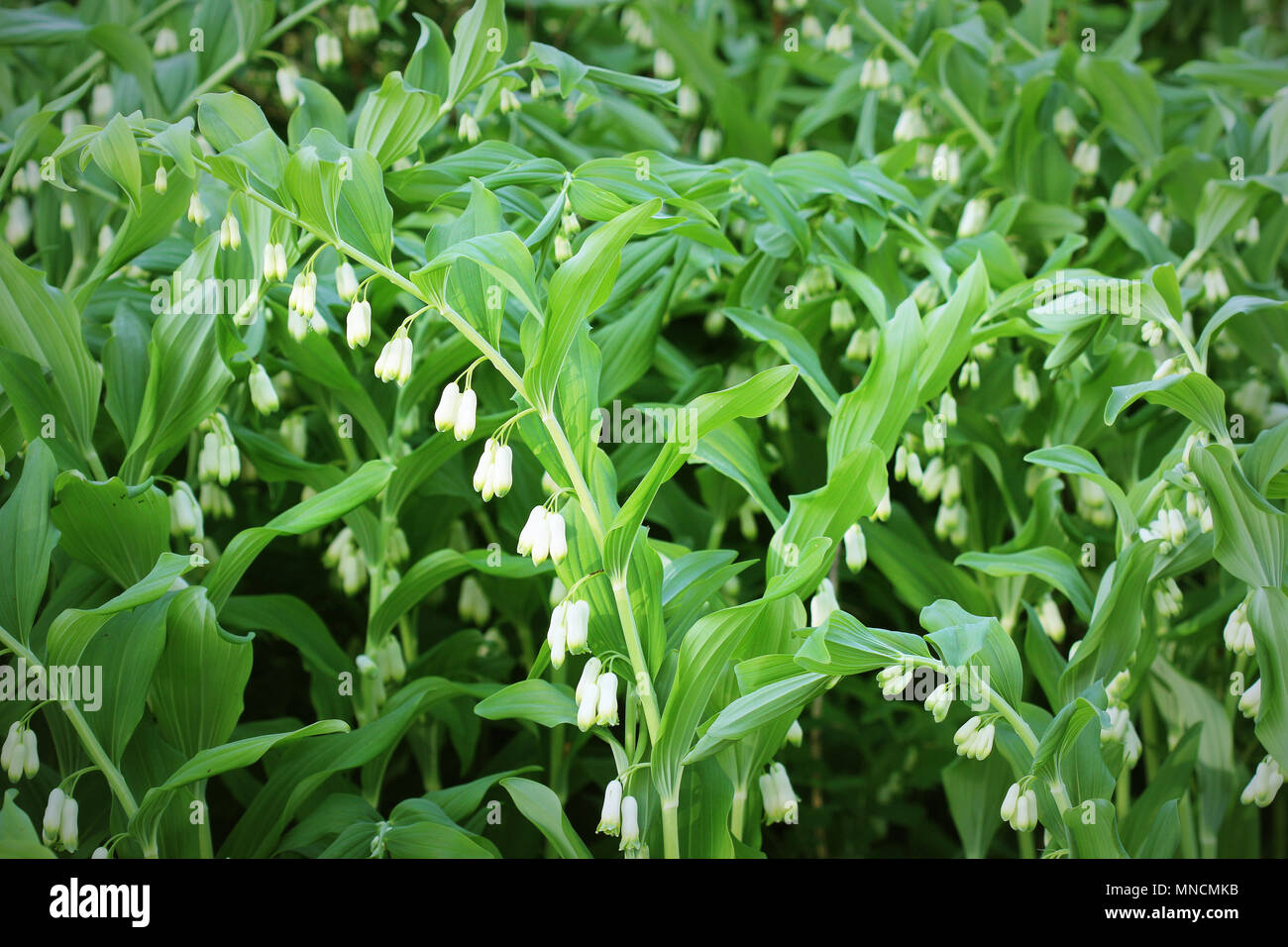 Fiori bianchi di Salomone s guarnizione pianta del genere Polygonatum Foto Stock