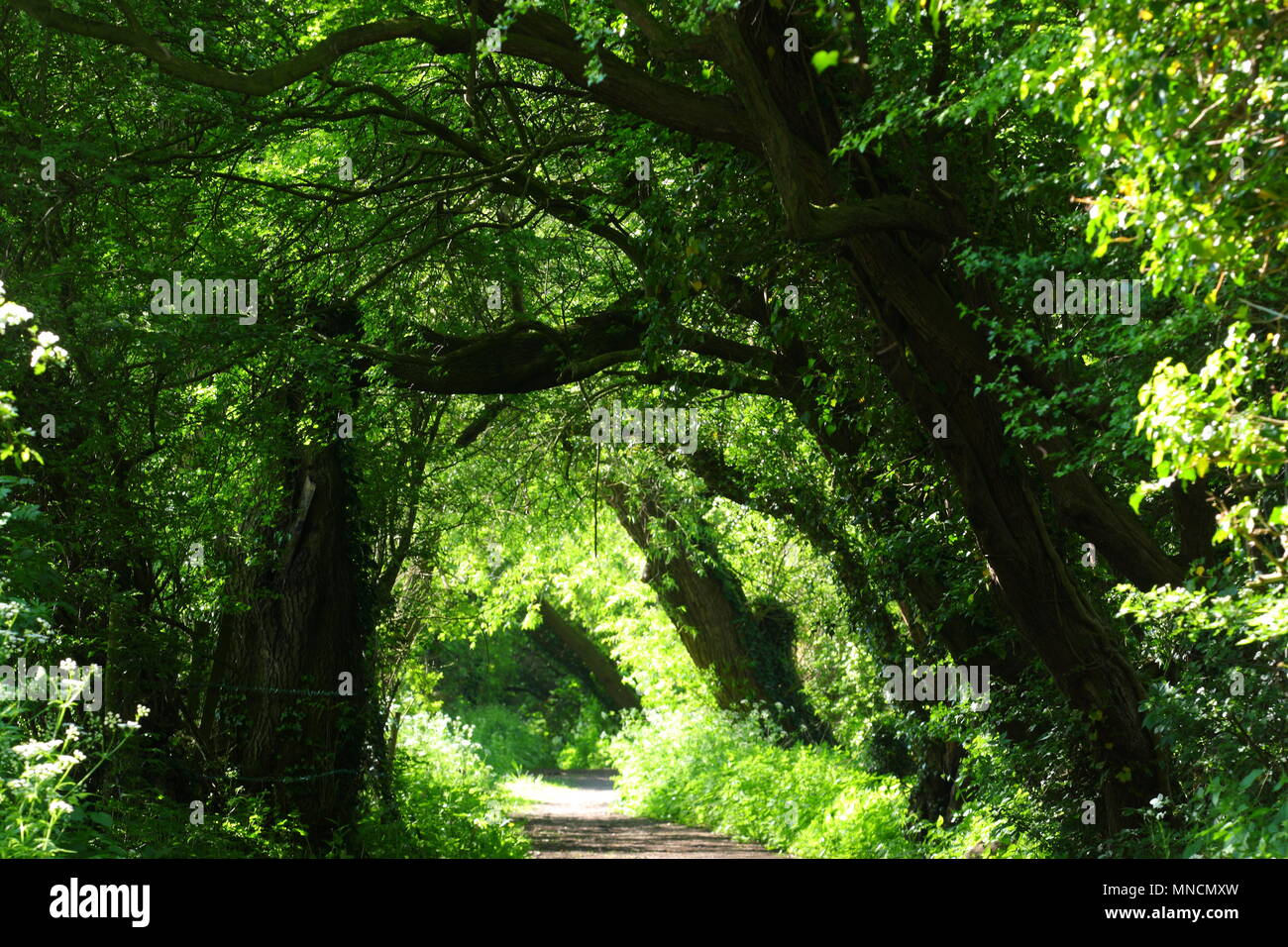 Bellissimo sentiero in Swillington, Leeds Foto Stock