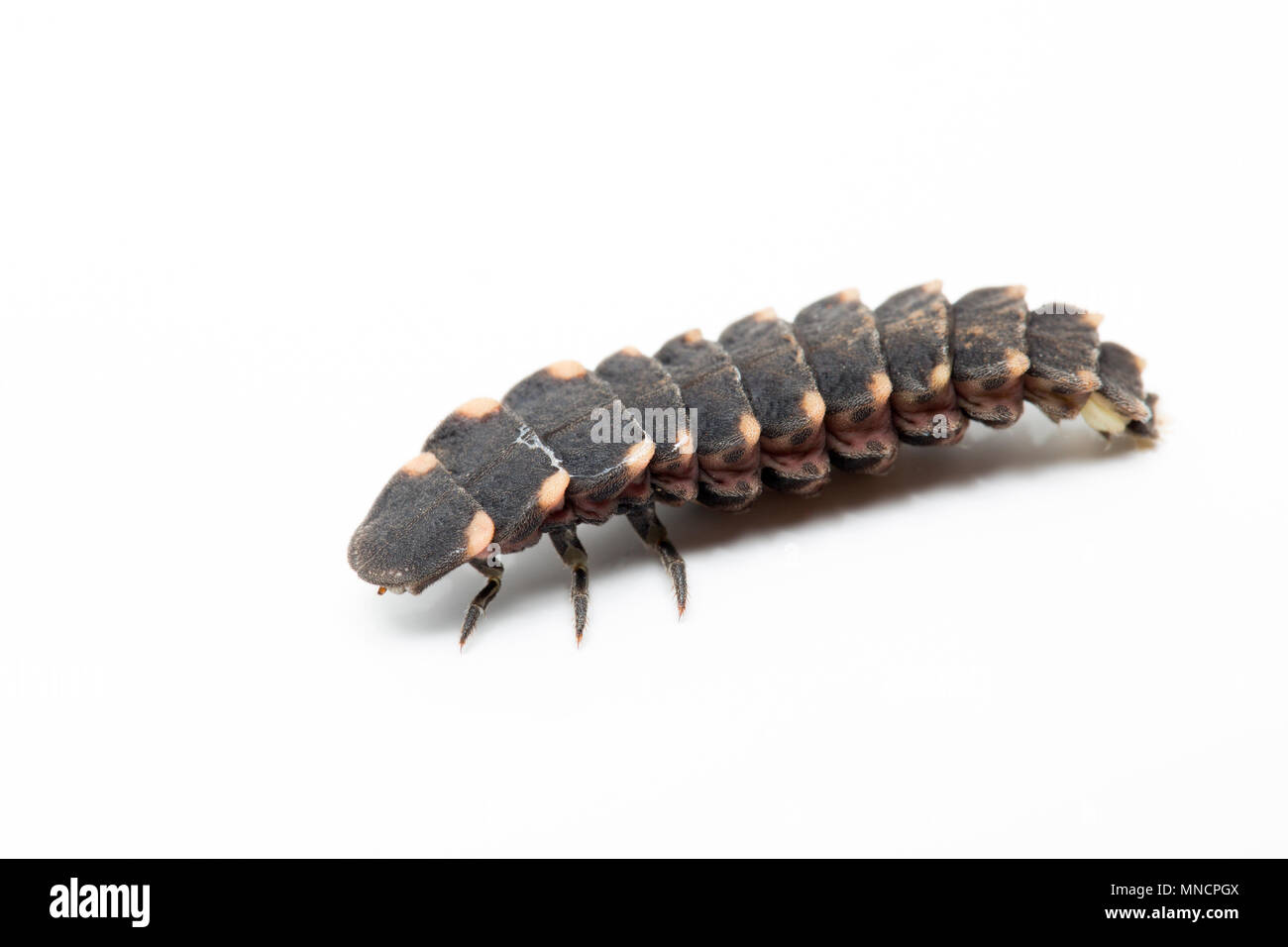 Una femmina glow worm, Lampyris noctiluca, fotografato in studio. Le lucciole feed su limacce e lumache e producono luce per attirare i maschi con un li Foto Stock Una femmina glow worm, Lampyris noctiluca, fotografato in studio. Le lucciole feed su limacce e lumache e producono luce per attirare i maschi con un li Foto Stock