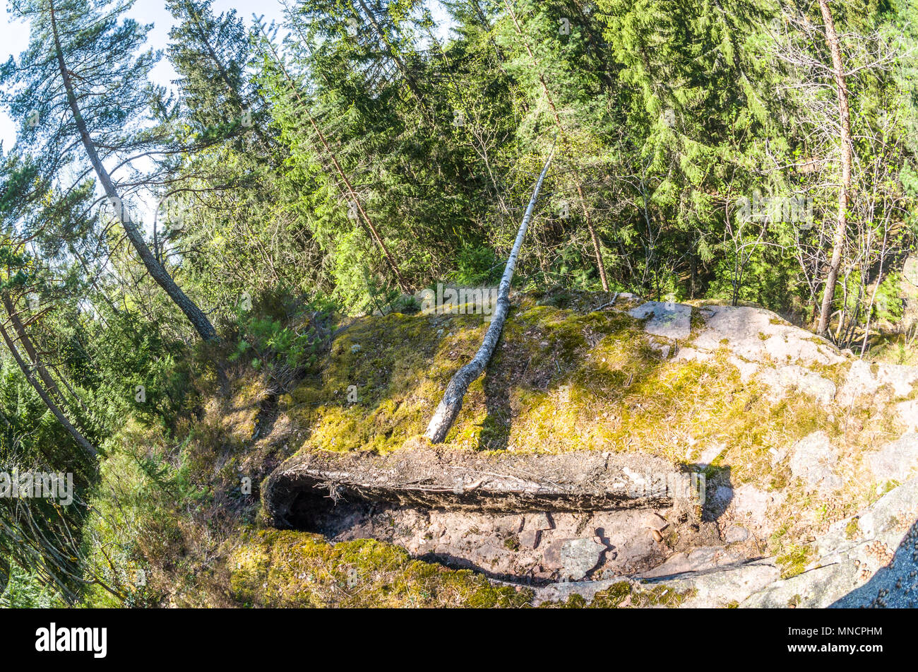 Arvollasen- vecchia cava inutilizzato, ormai popolare destinazione trekking a Oslo, Norvegia. Piccolo albero caduto. Foto Stock